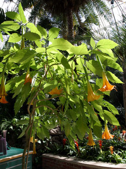 Brugmansia (Angel’s Trumpet)