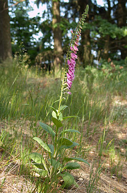 digitalis pupurea foxglove