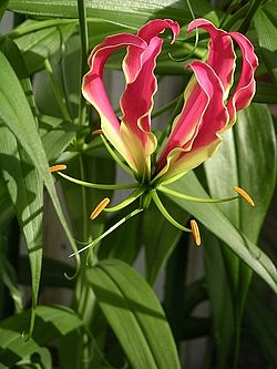 Gloriosa Superba (Flame Lily)