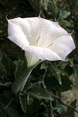 datura flowers