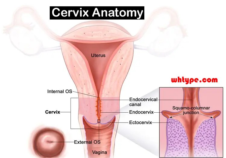 cervix anatomy